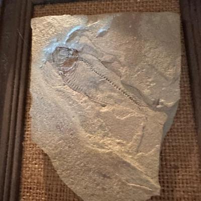 Fish Fossil