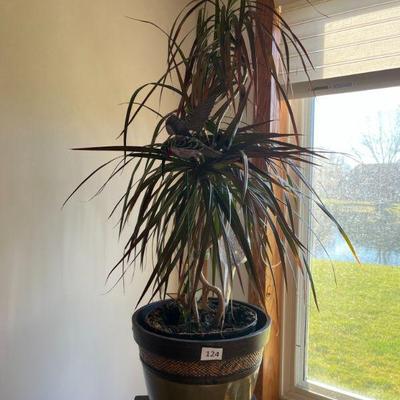 124:Dracaena Marginata HousePlant in Pla
