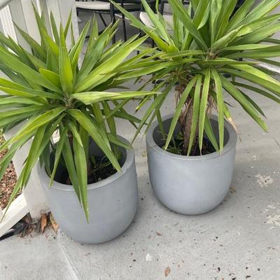 $100 for pair 