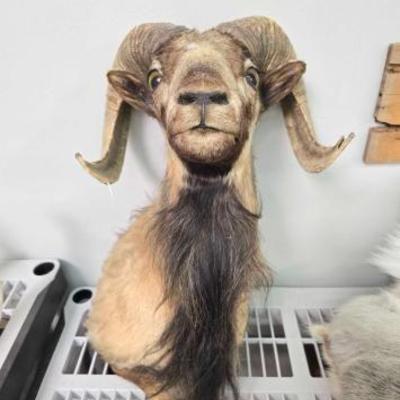 #2234 â€¢ Long Horn Sheep Shoulder Mount

