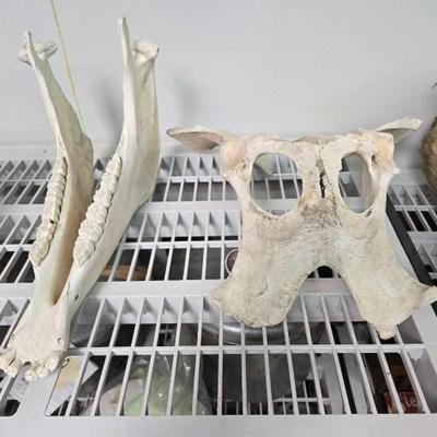 #2232 â€¢ Goat Pelvic Bone and Jaw
