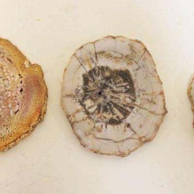 1191	PETRIFIED WOOD SLABS, GROUP OF 3, LARGEST APPROXIMATELY 6 IN
