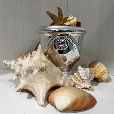 Sea Shells