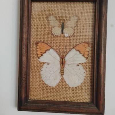 Mounted butterflies wall art