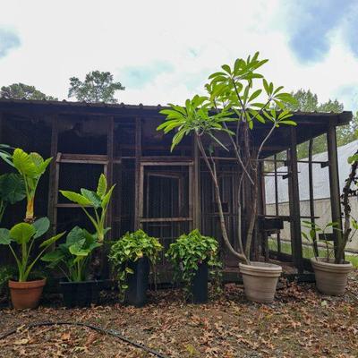 Plumeria, et al.
