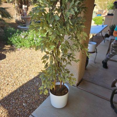 Potted plant