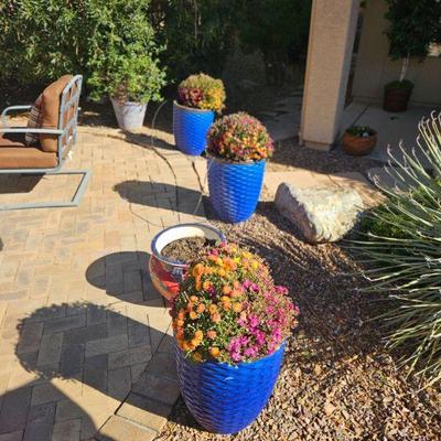 Potted plant's