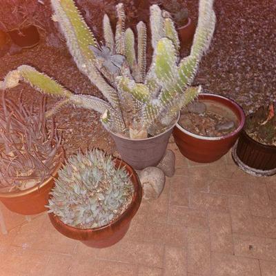 Outdoor Plants/Pottery/Art
