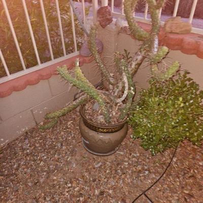 Outdoor Plants/Pottery/Art