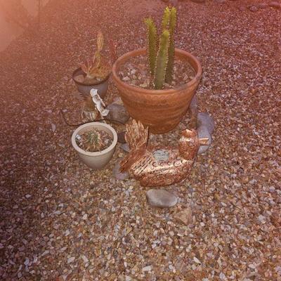 Outdoor Plants/Pottery/Art
