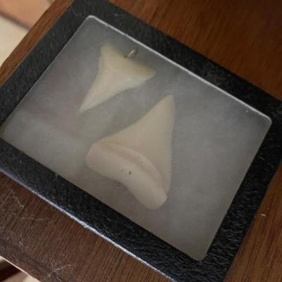 Shark teeth 