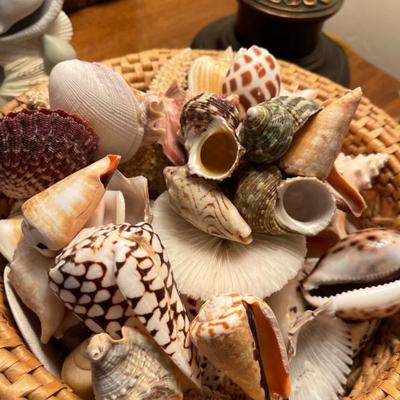 Sea shells 