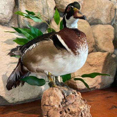 Duck 