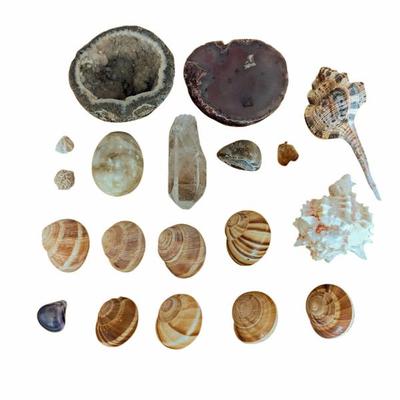 Lot #328 - Geodes, Agates and Seashells Collection
