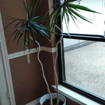 Houseplant
