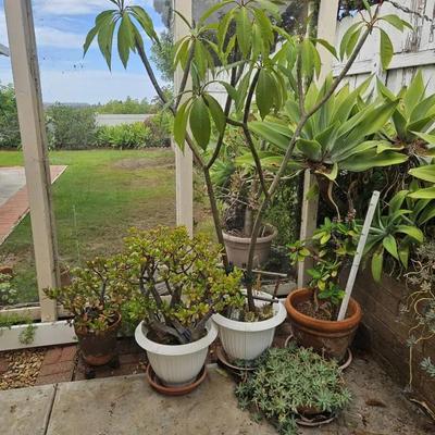 Plumeria, Jade plants, and more