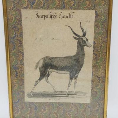 1127	FRAMED ANTIQUE ENGRAVING OF A GAZELLE, APPROXIMATELY 11 IN X 15 IN OVERALL
