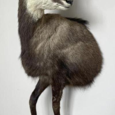 Chamois