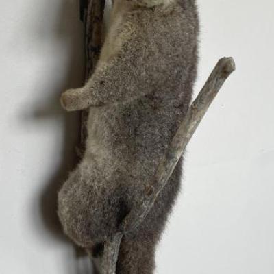 Bushtail Possum