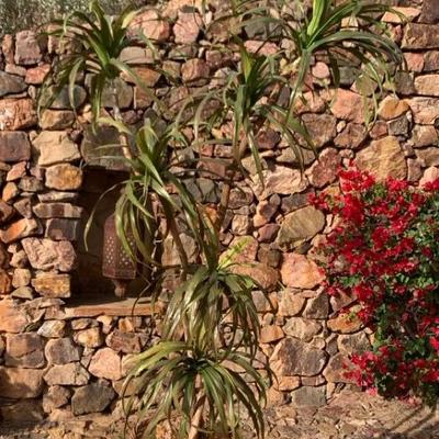 Faux Dracaena