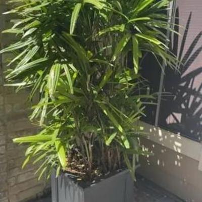 Lady Palm w/ Planter