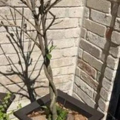 Hibiscus Planter And Plant