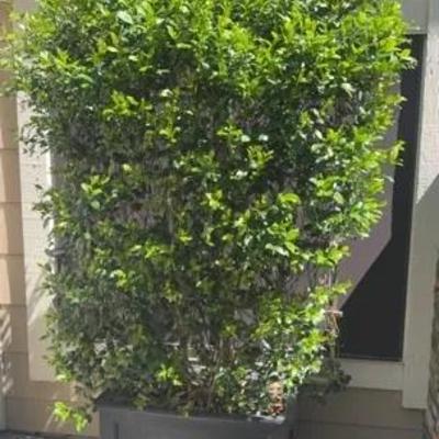 Jasmine Planter Trellis 