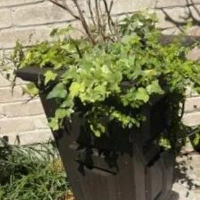 Ivy Planter-1