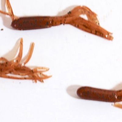 Lot of Tiny TubiLure Jigs and Jigheads in 3 Colors! (Abj4)