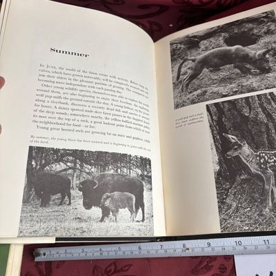 The world of the bison (Living world books