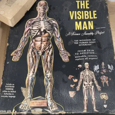 Vintage Renwal "The Visible Man" anatomical science project assembly model kit.