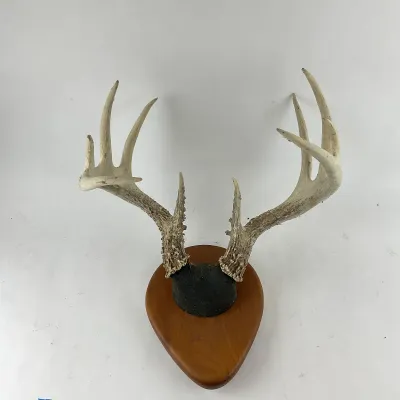 992 Mounted Whitetail Deer Antler Rack on Wood Plaque