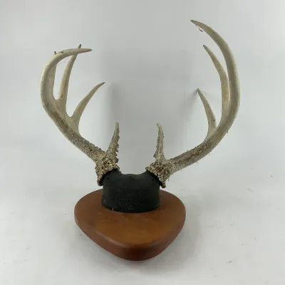 992 Mounted Whitetail Deer Antler Rack on Wood Plaque