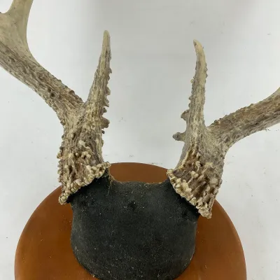 992 Mounted Whitetail Deer Antler Rack on Wood Plaque