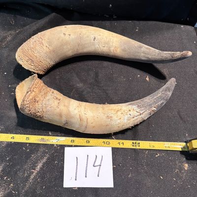 Horn Set