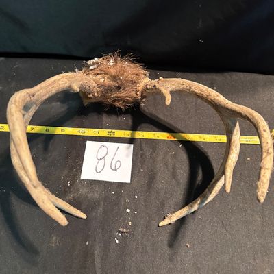 whitetail deer antler mount
