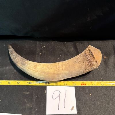 Unpolished Horn
