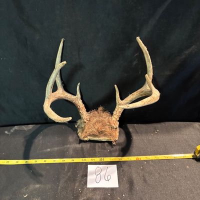 whitetail deer antler mount