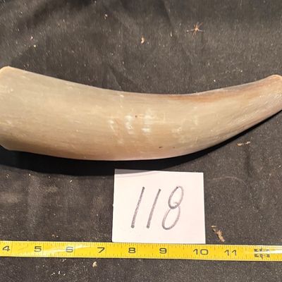 Polished Horn