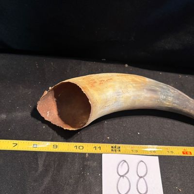 Unpolished Cattle Horn
