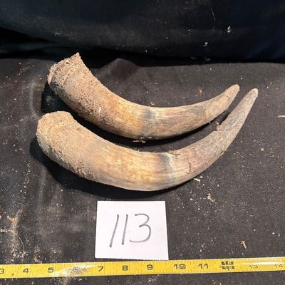 Horn Set