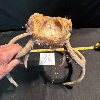whitetail deer antler mount