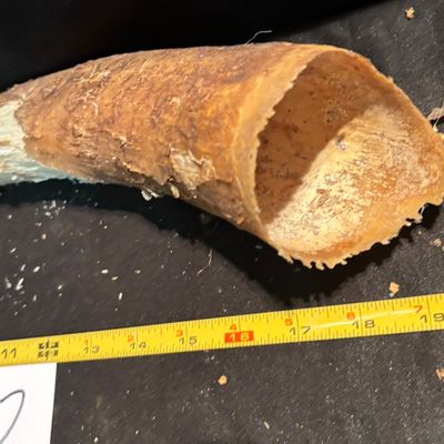 Unpolished Horn
