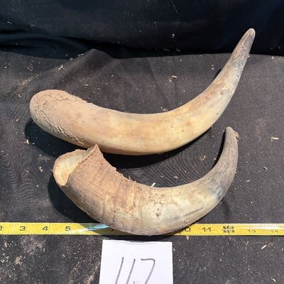 Horn Set