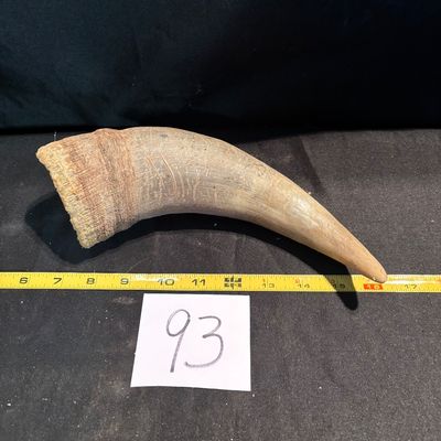 Unpolished Horn