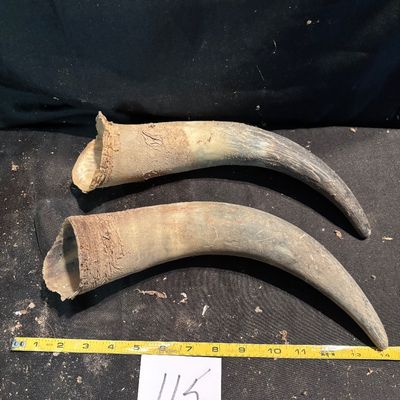 Horn Set