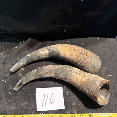 Horn Set