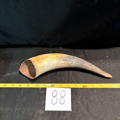 Unpolished Cattle Horn