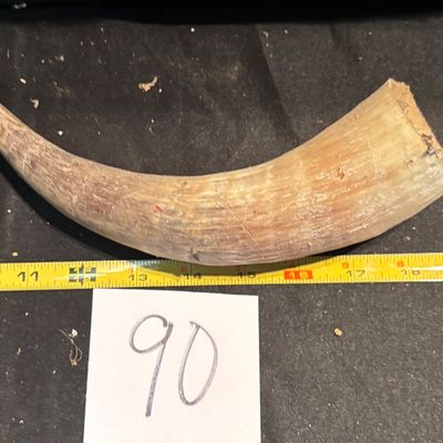 Unpolished Horn