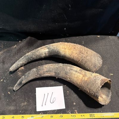 Horn Set